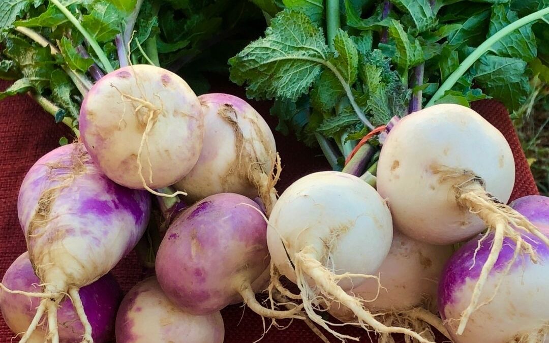 Top 10 Ways to Enjoy Turnips