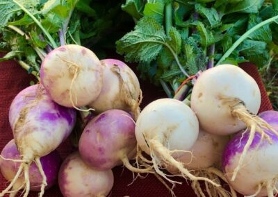 Top 10 Ways to Enjoy Turnips