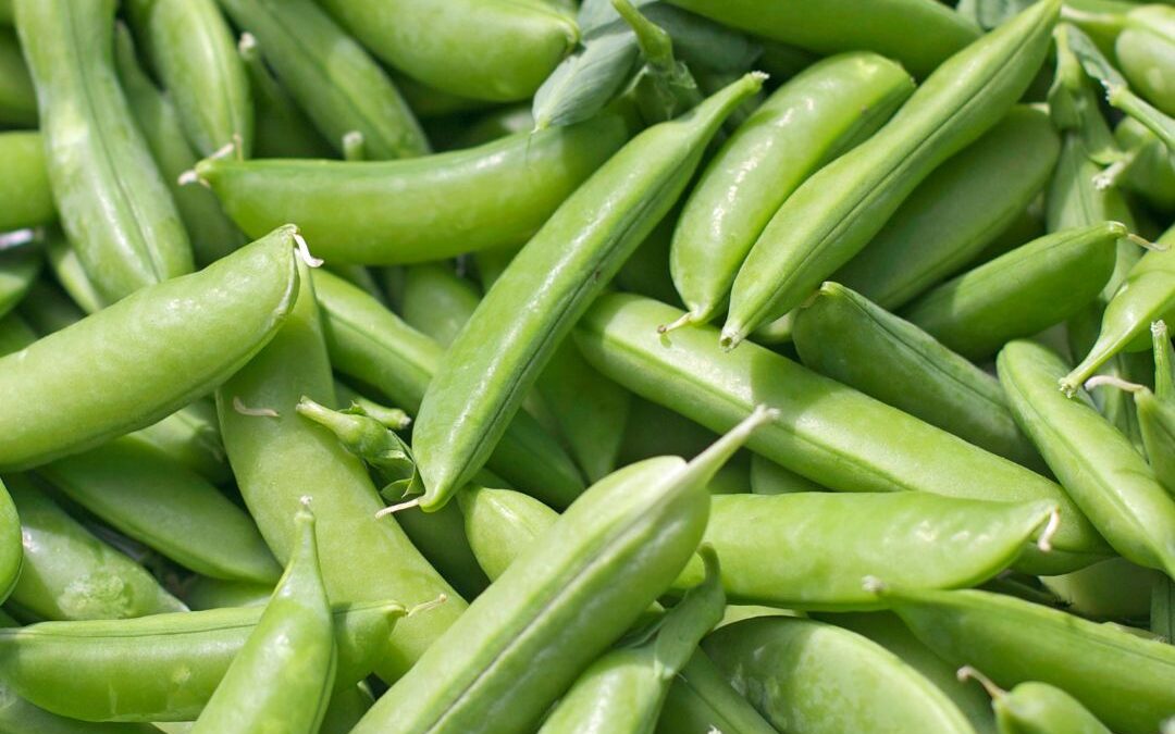 Snap Peas