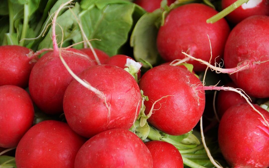 Radishes